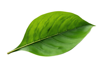 Fototapeta premium Vibrant Green Leaf with Smooth Texture: Botanical Detail Isolated on White or Transparent PNG