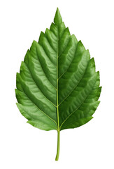 Detailed Green Leaf with Serrated Edges, Isolated on White or Transparent PNG, Botanical Illustration