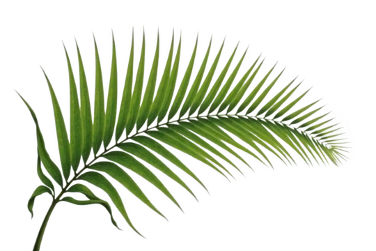 Curved Palm Frond with Detailed Leaflets, Isolated on White or Transparent PNG, Tropical Beach Symbol