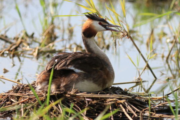 Grebe huppé