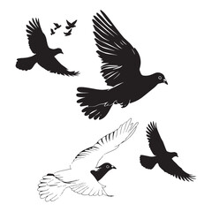 Vector illustration: silhouette of flying birds doves on a white background