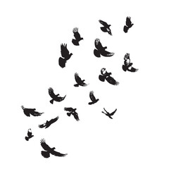 Obraz premium Vector illustration: silhouette of flying birds doves on a white background