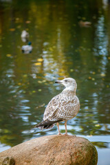 A young gull with mottled brown and white plumage is standing on a rock near a pond’s edge