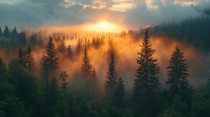 A mesmerizing sunrise illuminates a misty forest landscape with golden light, creating a serene and ethereal atmosphere.