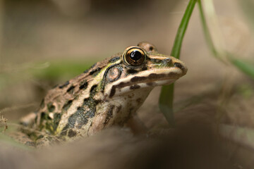 Indus Valley Bullfrog 