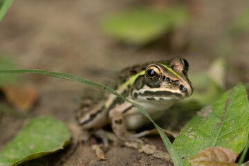 Indus Valley Bullfrog 