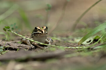 Indus Valley Bullfrog 