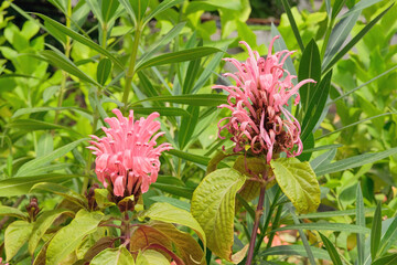 Jacobinia pink in garden. Brazilian plume flower. Tropical flowers in gardening.