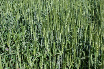 green wheat field