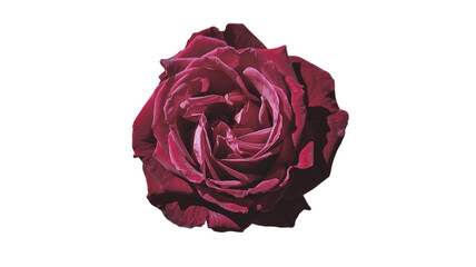 Rose flower on transparent background, Generative ai.
