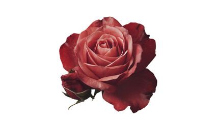 Fototapeta premium Rose flower on transparent background, Generative ai.