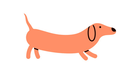 Sausage dog, canine animal, tongue out, cute funny dachshund breed, long doggy strolling, lovely kawaii puppy, adorable wiener sausage dog walking on white background flat vector illustration.