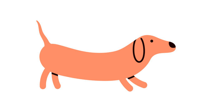 Sausage dog, canine animal, tongue out, cute funny dachshund breed, long doggy strolling, lovely kawaii puppy, adorable wiener sausage dog walking on white background flat vector illustration.
