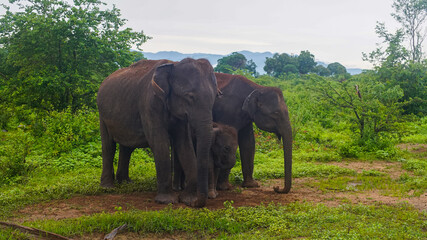 Sri Lankan elephants in Udawalawe National Park