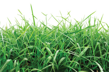 Obraz premium Grassy Background Clipart Isolated on White for Design Projects