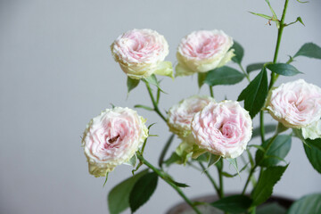 ストロベリーミルフィーユ