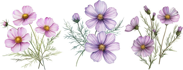 Cosmos flowers watercolor illustration