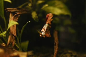 koi betta fish in aquarium full of plants