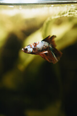 koi betta fish in aquarium full of plants