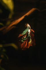 koi betta fish in aquarium full of plants