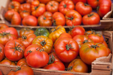 Fresh tomatoes on branch in wicker baskets on counter
