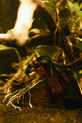 koi betta fish in aquarium full of plants