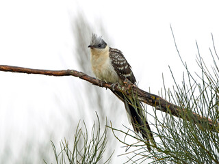 Great spotted cuckoo (Clamator glandarius)