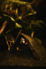 koi betta fish in the water