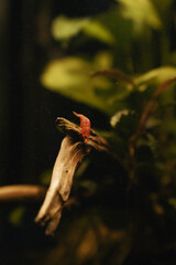 shrimp in aquarium