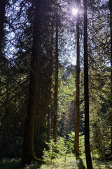 Landscape with mountains in the summer and trails