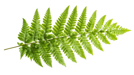 Green Fern Leaf Abstract Glitch Art Background