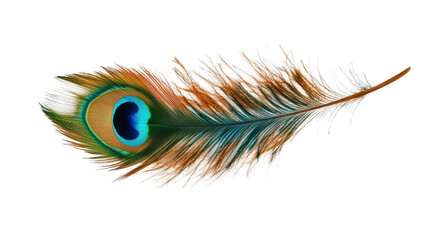 Colorful Peacock Feather Pattern Background