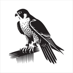 Obraz premium Peregrine Falcon Silhouette Design, Peregrine Clipart Graphic, Peregrine Bird vector illustration in black and white