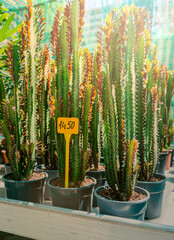 A detailed image showing tall, green cacti with spines and red-tinted new growth, potted in brown containers with sunlight streaming in the background and a price tag visible.