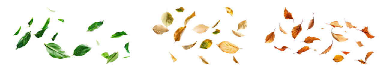 PNG floating leaves, nature set