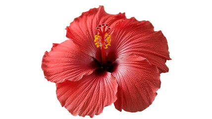Rose flower isolated on transparent background, Generative ai.