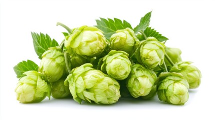 Green hops isolated on a white background