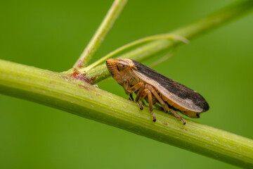 Common Froghopper - Philaenus spumarius, small common spittle bug from European meadows and grassland, Zlin, Czech Republic.