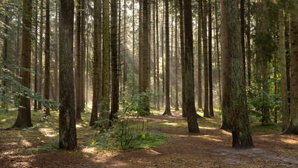 nature, season, Fog, park, trees