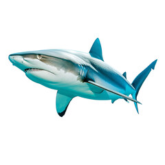 A majestic blue shark gliding gracefully through clear waters.