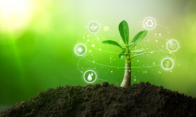 Environmental protection, renewable, sustainable energy sources. Plant growing with icons concept.sustainable development. ecology and world sustainable environment concept.