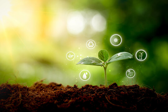 Environmental protection, renewable, sustainable energy sources. Plant growing in the bulb concept.sustainable development. ecology and world sustainable environment concept.