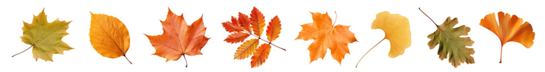 Fototapeta premium Autumn leaf plant png cut out element set
