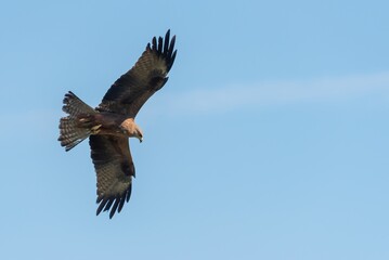 Black kite flies in the sky