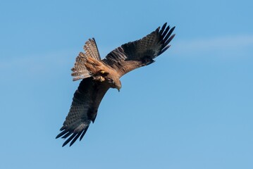 Black kite flies in the sky