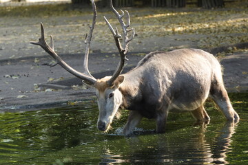 Elch beim Wasser trinken