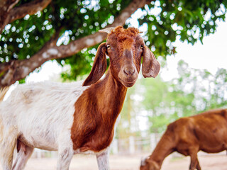 Cute little goats and funny in goats farm  close up. Portrait. headshot photo