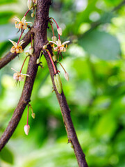 Green small Cocoa pods branch with young fruit and blooming cocoa flowers grow on trees. The cocoa tree ( Theobroma cacao ) with fruits, Raw cacao tree plant fruit plantation