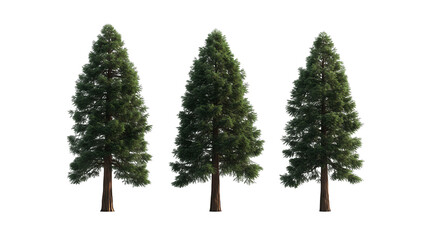 Obraz premium Three Tall Pine Trees In A Distorted Grid Pattern