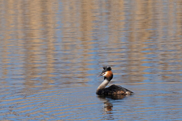 Great crested grebe